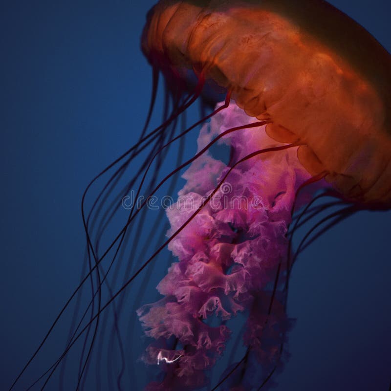 Jellyfish zdjęcie stock Jellyfish zdjęcie stock