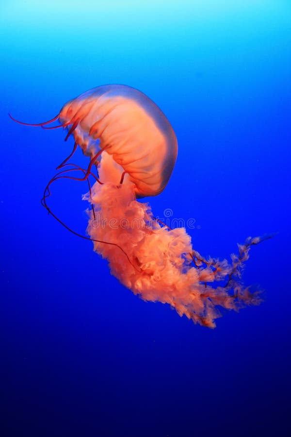 Jellyfish