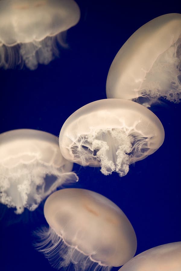 White Jellyfish stock image. Image of gentle, blue, bright - 2006725