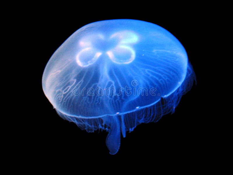 Jellyfish (Aurelia aurita). The medusa is translucent, usually about 25-40 cm across, and can be recognized by its four horseshoe-shaped that are easily seen through the top of the bell (wikipedia.com)