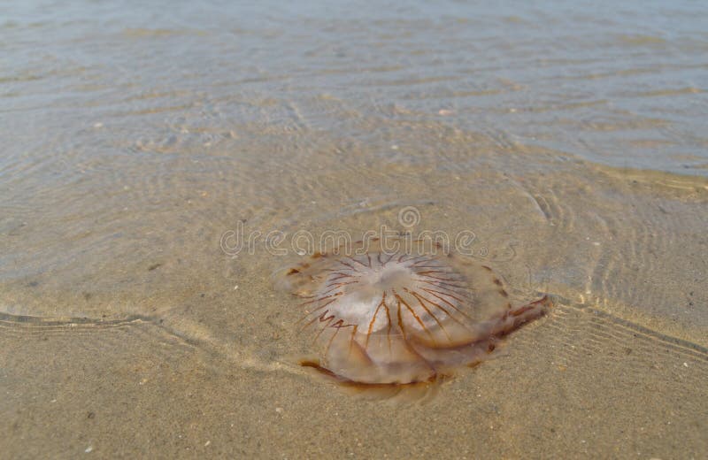 Jellyfish on beach stock image. Image of dangerous, coast 60910363