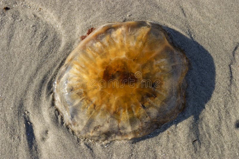Jellyfish on the beach stock image. Image of marine, seaside 38990389