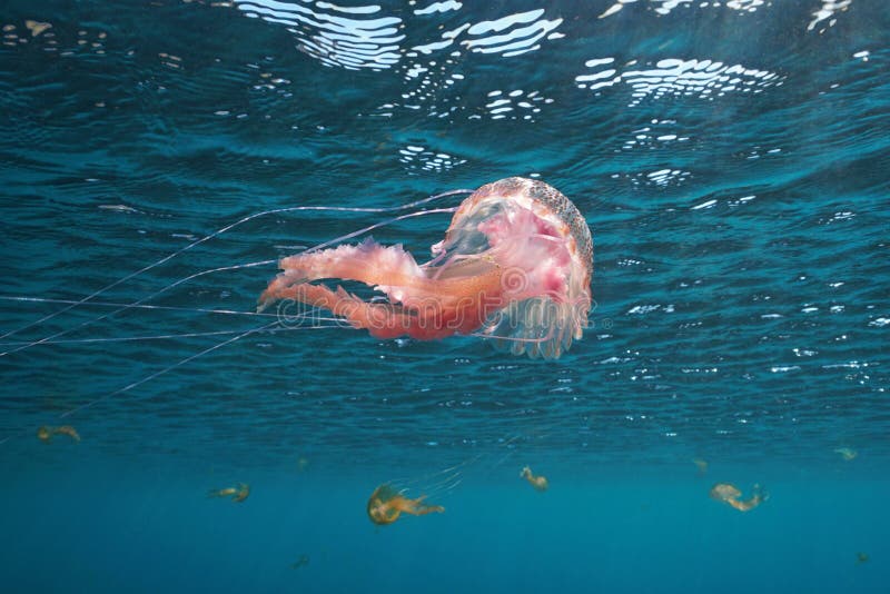 Jellyfish below water surface Pelagia noctiluca