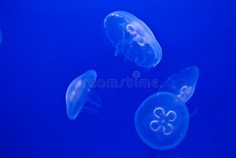 Jellyfish on blue