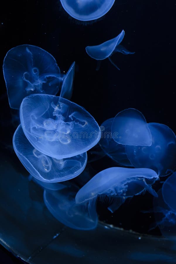 Jellyfish with Blue Light on Black Background in the Aquarium