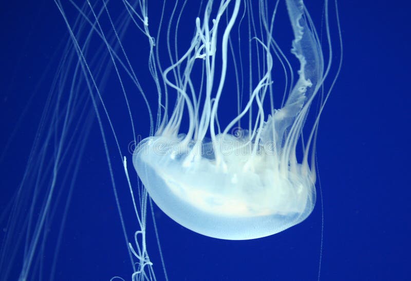 Jellyfish in the Blue Water