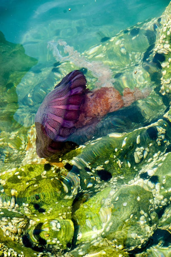 Jellyfish in a Deep Blue Ocean Stock Image - Image of jellyfish, orange: 75107821