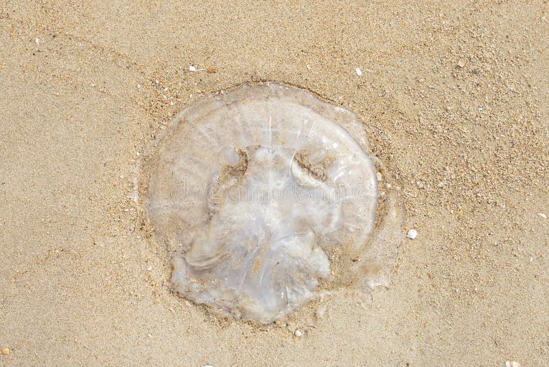 Jellyfish Die on Sandy Beach. Stock Image Image of travel, white
