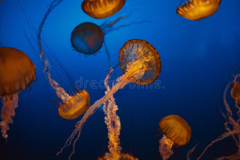 Jellyfish Floating in an Aquarium in Omaha, Nebraska Stock Photo