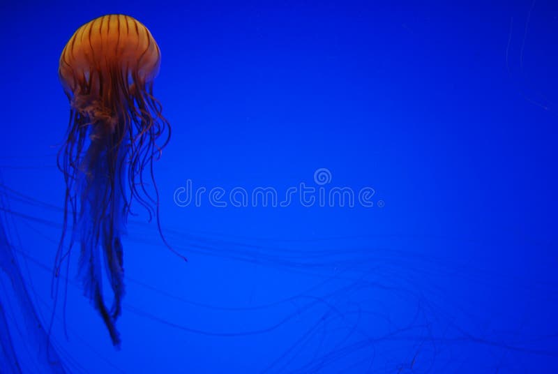 Jellyfish in Georgia Aquarium, Atlanta