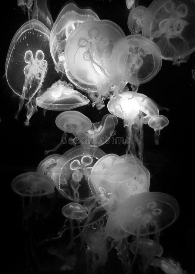 7,197 Jellyfish Black Stock Photos Free & RoyaltyFree Stock Photos