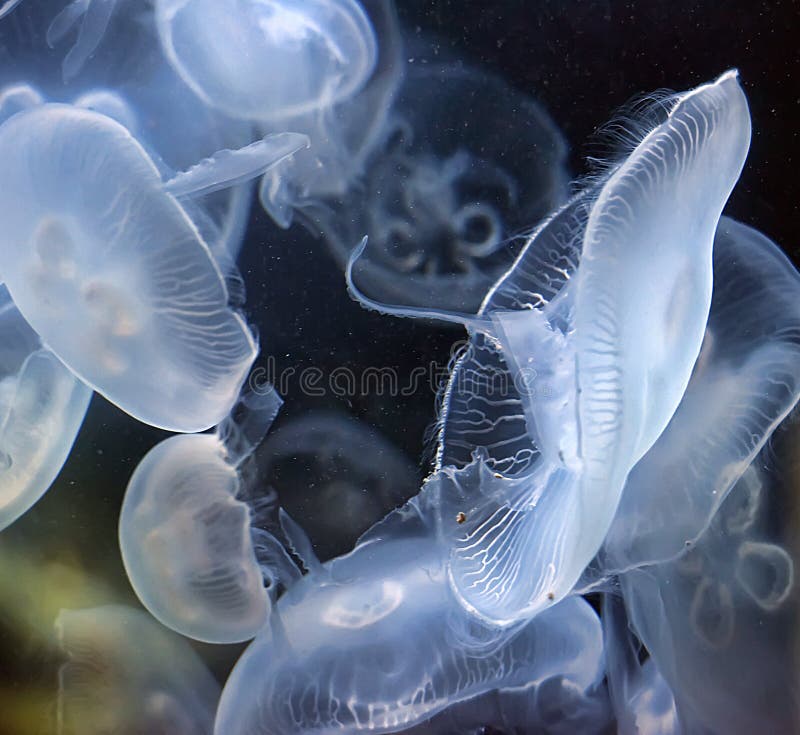 Jellyfish stock image. Image of fluorescent, colors, dream 52264055