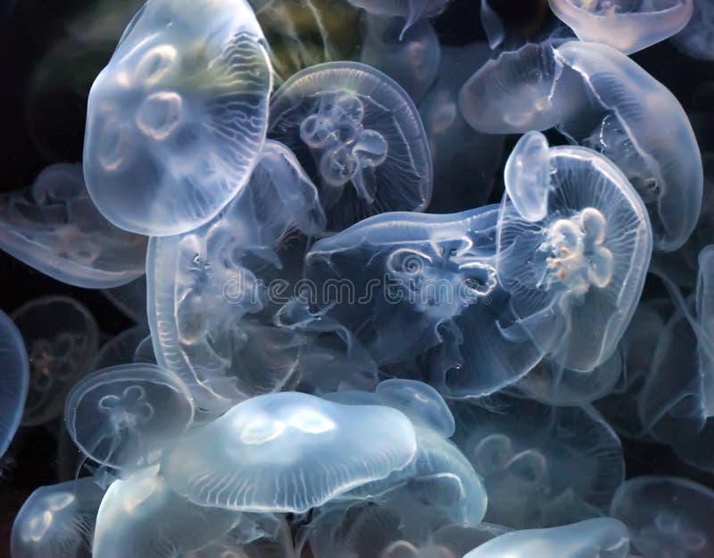 Jellyfish stock image. Image of diving, shape, medusa 24541767