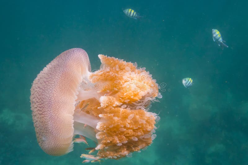 Box Jellyfish Great Barrier Reef Australia Stock Image Image of