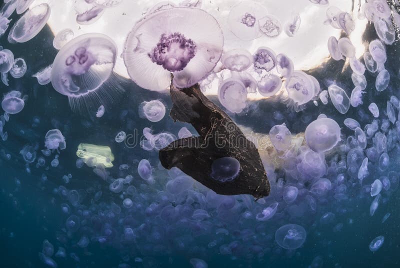 Jellyfish with Lots of Plastics Stock Photo Image of pink, polluted