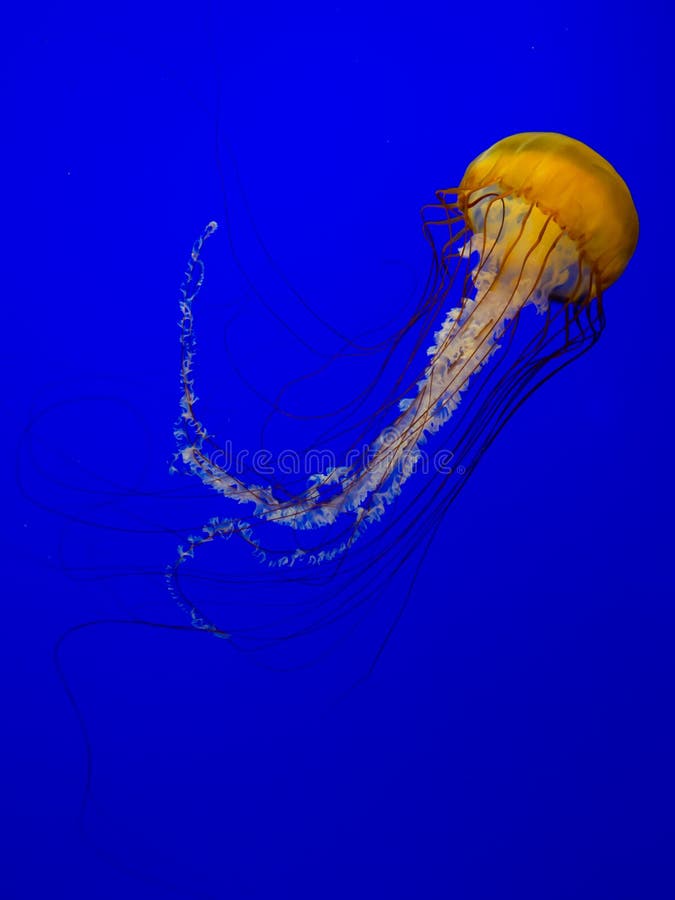 Jellyfish lub morze pokrzywa zdjęcia royalty free Jellyfish lub morze pokrzywa zdjęcia royalty free