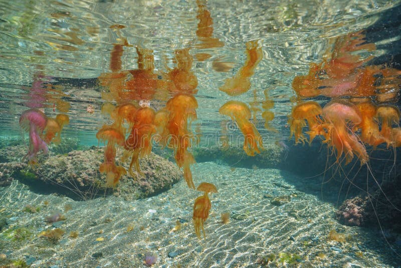 Jellyfish many Pelagia noctiluca Mediterranean sea