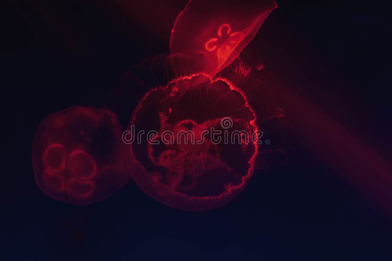 Jellyfish in the Neon Light. Beautiful Red Background with Sea
