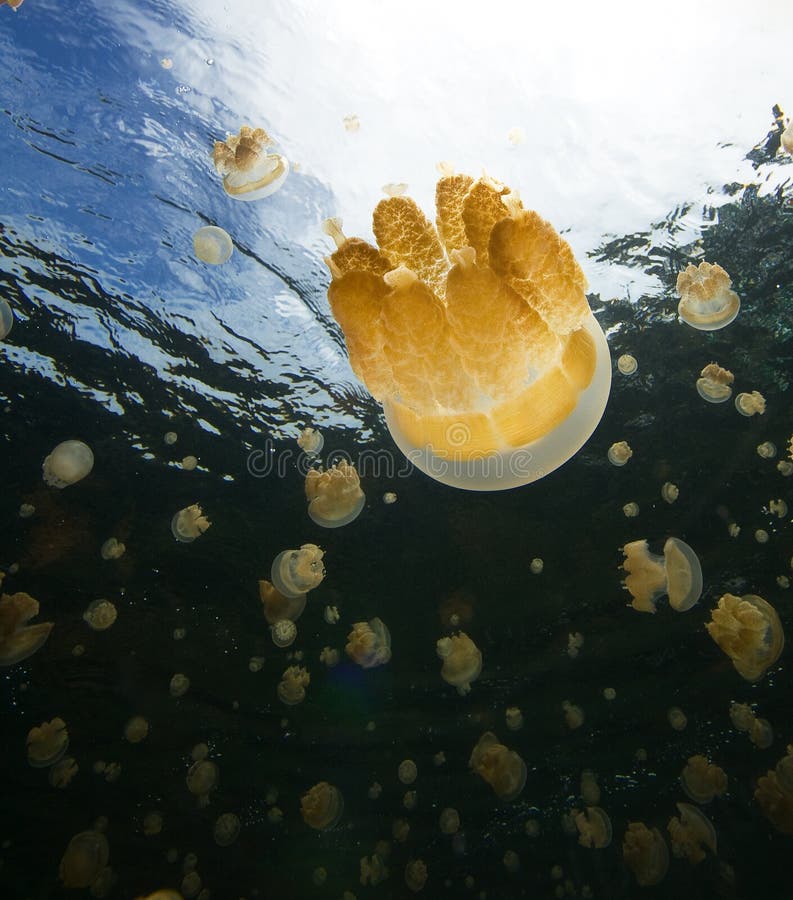 Jellyfish, Palau