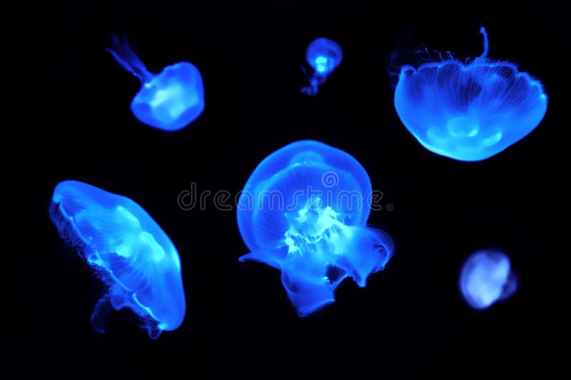 Peaceful Jellyfish swimming around, illuminated blue. Peaceful Jellyfish swimming around, illuminated blue.