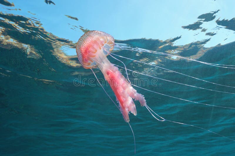 Jellyfish Pelagia noctiluca below water surface