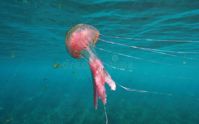 Jellyfish Pelagia noctiluca in Mediterranean sea