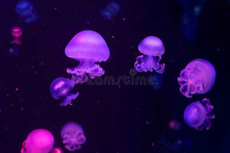 Pink Jellyfish Swimming Underwater Stock Image Image of dive