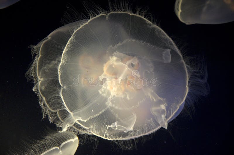 Jellyfish in Point Defiance Zoo and Aquarium