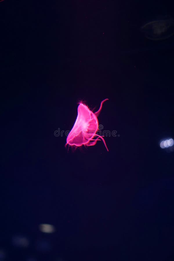 Red jellyfish editorial image. Image of jelliesare, flowers 81716485