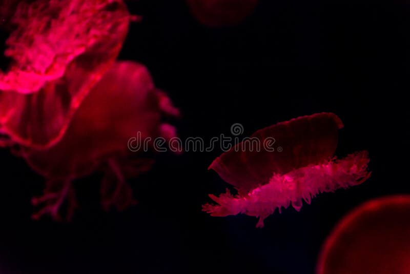Jellyfish in red light stock image. Image of country 138556983