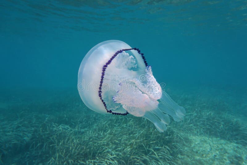 A Jellyfish Rhizostoma Pulmo Mediterranean Sea Stock Photo - Image of ...