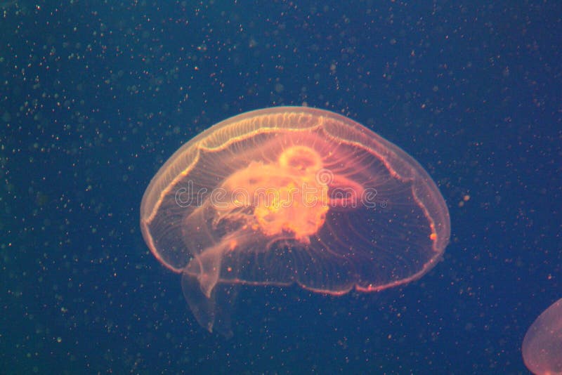Jellyfish in the Sea Illuminated by Beautiful Lights Stock Photo Image of glowing, transparent