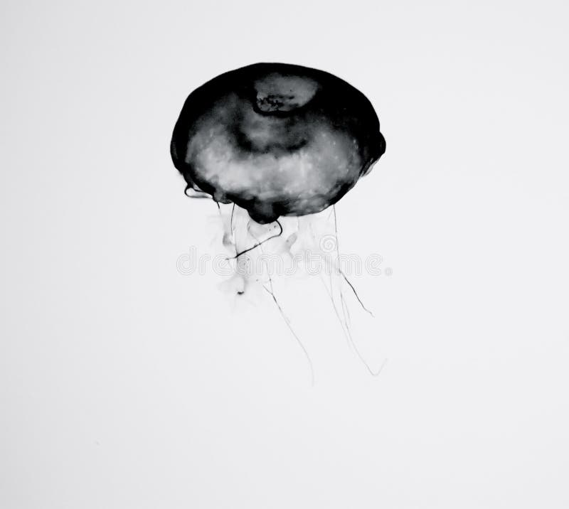 Jellyfish Silhouette