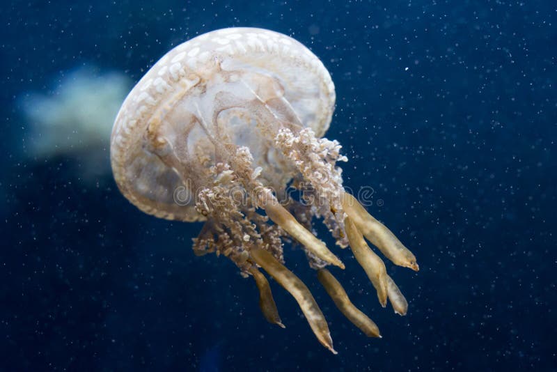 Jellyfish stock photo. Image of water, ocean, soft, brown 37447788