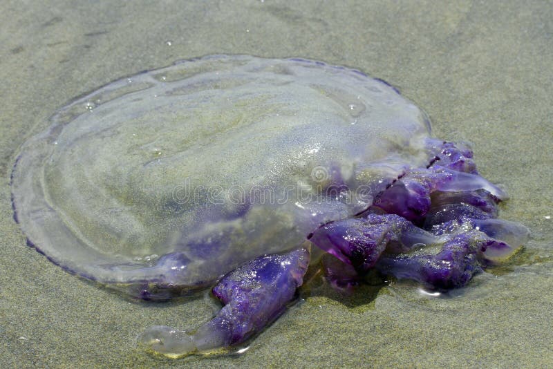 Peligroso Medusa punalada tentáculos sobre el Playa 3 