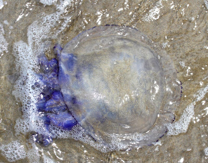Peligroso Medusa punalada tentáculos sobre el Playa 4 