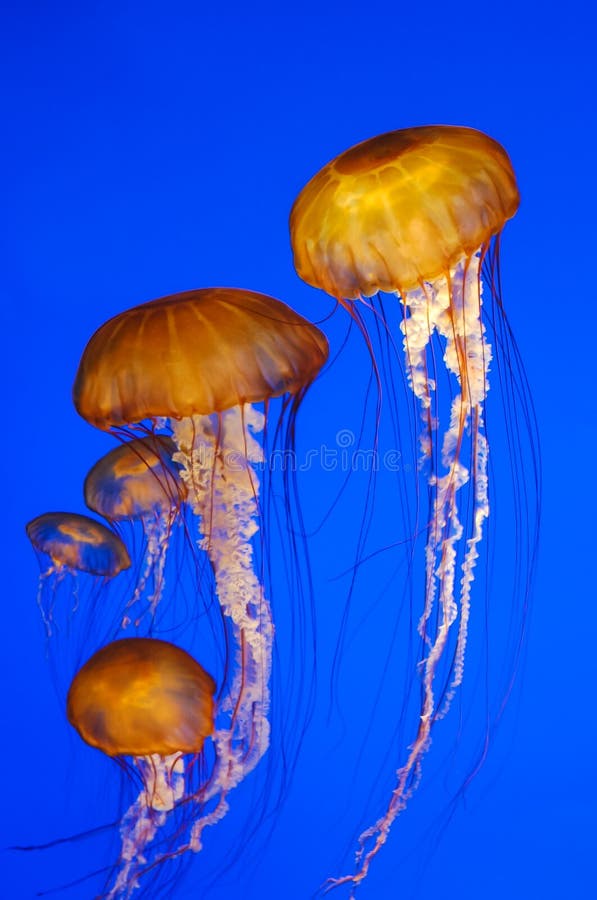 Jellyfish swimming in blue water