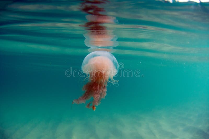 Underwater Close Up Shot of Jellyfish in Clear Waters at Campeche ...