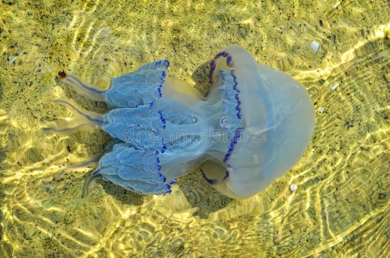 Jellyfish Swims in the Clear Sea Water at the Bottom Stock Image