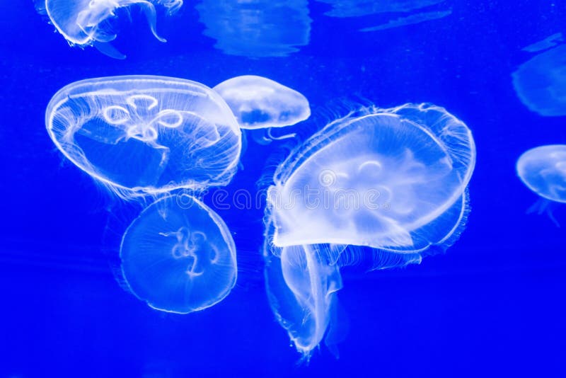 2 717 Jellyfish Tank Photos Free Royalty Free Stock Photos From Dreamstime 2 717 Jellyfish Tank Photos Free Royalty Free Stock Photos From Dreamstime