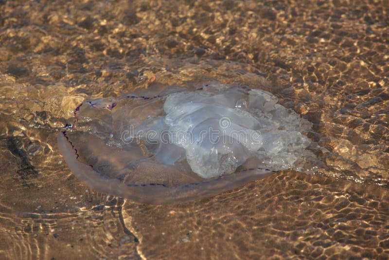 Jellyfish with tentacles stock photo. Image of basin 14933438