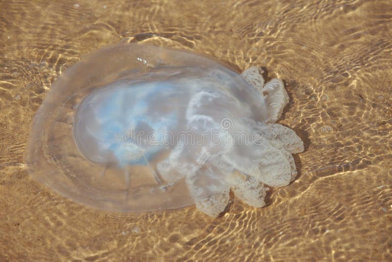 Jellyfish with tentacles stock photo. Image of basin 14933438