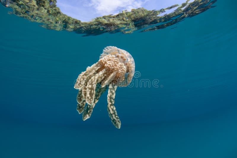 Jellyfish w Tropikalnej lagunie obraz stock Jellyfish w Tropikalnej lagunie obraz stock