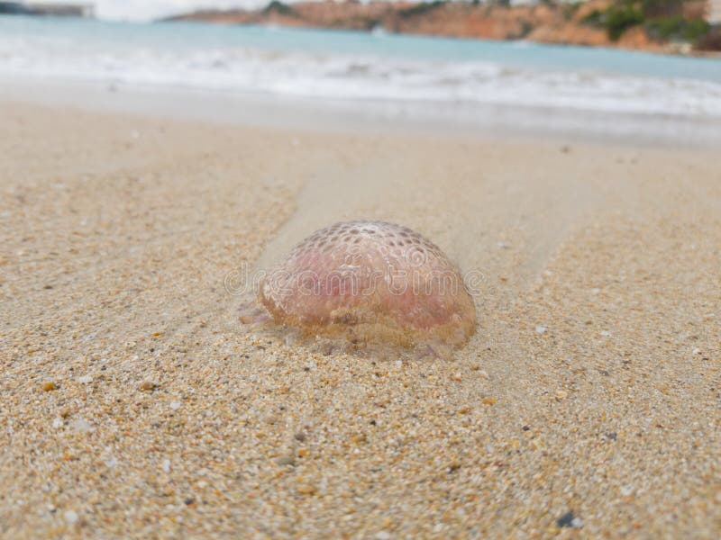 Jellyfish was thrown out by a wave on the sandy coast royalty free stock photos Jellyfish was thrown out by a wave on the sandy coast royalty free stock photos