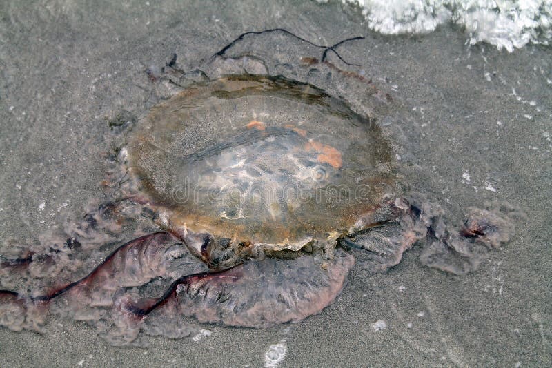 Jellyfish Washed Up On The Beach Stock Photo Image of baltic, ocean
