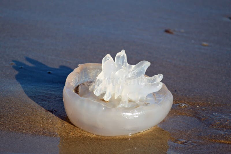 Jellyfish washed up on sea shore