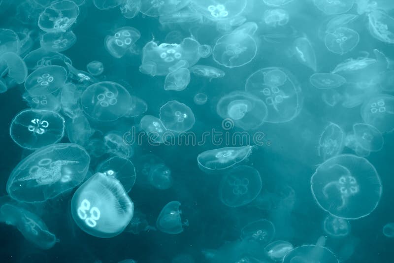 Jellyfish ανασκόπησης στοκ φωτογραφία