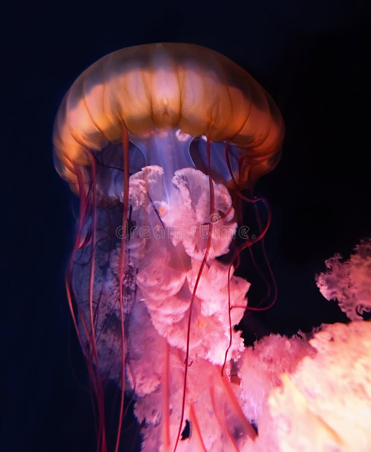 jellyfish πυρηνικά jellyfish πυρηνικά