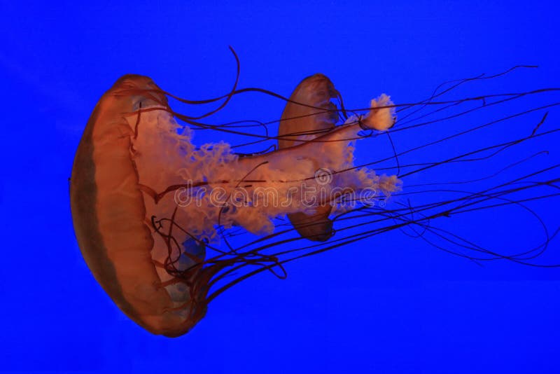 jellyfishes medusas στοκ φωτογραφίες με δικαίωμα ελεύθερης χρήσης jellyfishes medusas στοκ φωτογραφίες με δικαίωμα ελεύθερης χρήσης
