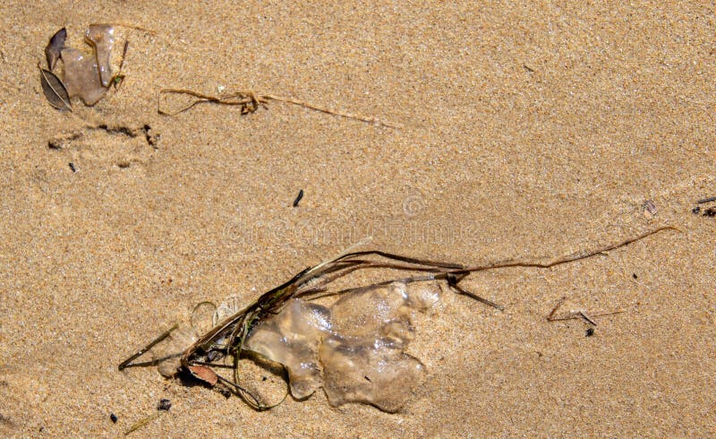 Jellylike substance washed up on a beach